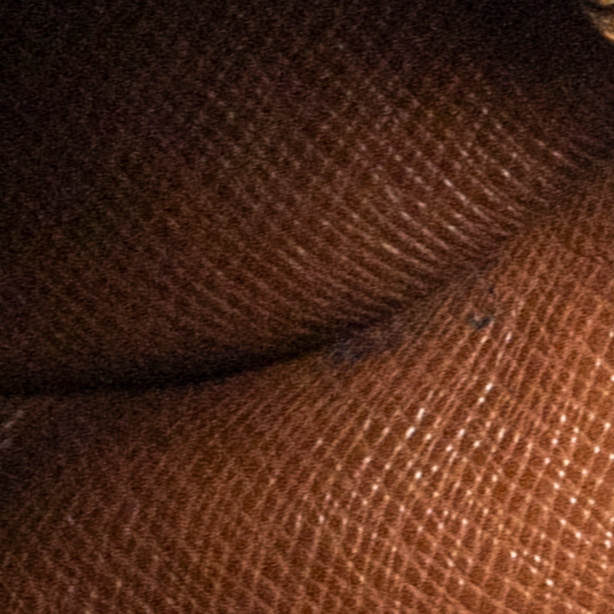 Papillon 26